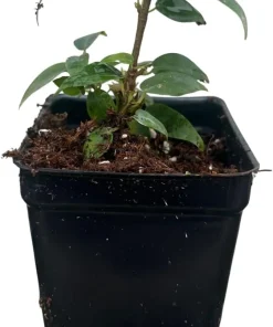 Columnar Weeping Fig Live Plant – Ficus benjamina – 2.5 inch Pot – Indoor - Image 1
