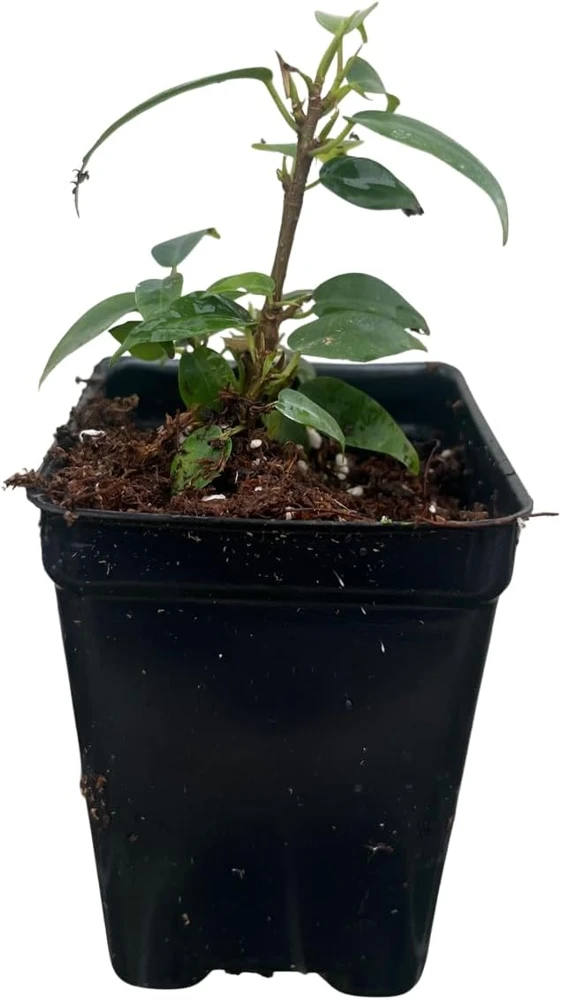 Columnar Weeping Fig Live Plant – Ficus benjamina – 2.5 inch Pot – Indoor - Image 1