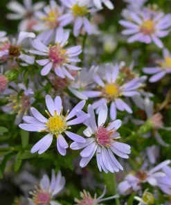Common Blue Wood Aster Live Plant – Native Perennial Starter Plugs (10-Pack) - Image 1