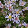 Common Blue Wood Aster Live Plant Starter Plugs (5-Pack) - Native Perennial - Image 1