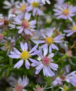 Common Blue Wood Aster Live Plant Starter Plugs (5-Pack) - Native Perennial - Image 1