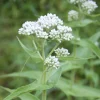 Common Boneset Live Plant – Native Perennial Starter Plugs – 10-Pack - Image 1