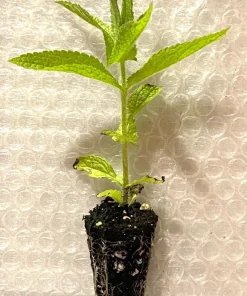 Common Boneset Live Plant Starter Plugs - 5 Pack Native Perennial - Image 3