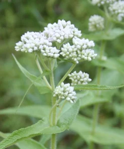 Common Boneset Live Plant Starter Plugs - 5 Pack Native Perennial - Image 1