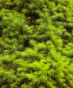 Common Juniper Seeds - Organic Juniperus Communis Tree Shrub Seeds, 60 Seeds (20 Berries) - Image 10
