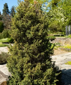 Common Juniper Seeds - Organic Juniperus Communis Tree Shrub Seeds, 60 Seeds (20 Berries) - Image 2