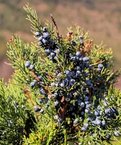 Common Juniper Seeds - Organic Juniperus Communis Tree Shrub Seeds, 60 Seeds (20 Berries) - Image 3