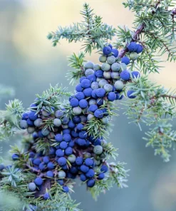 Common Juniper Seeds - Organic Juniperus Communis Tree Shrub Seeds, 60 Seeds (20 Berries) - Image 4