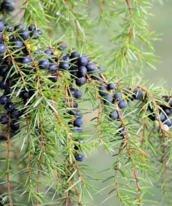 Common Juniper Seeds - Organic Juniperus Communis Tree Shrub Seeds, 60 Seeds (20 Berries) - Image 5