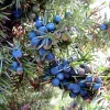 Common Juniper Seeds - Organic Juniperus Communis Tree Shrub Seeds, 60 Seeds (20 Berries) - Image 1