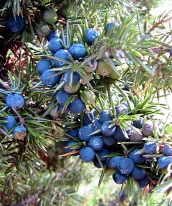 Common Juniper Seeds - Organic Juniperus Communis Tree Shrub Seeds, 60 Seeds (20 Berries) - Image 1