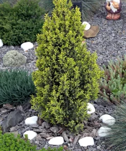 Common Juniper Seeds - Organic Juniperus Communis Tree Shrub Seeds, 60 Seeds (20 Berries) - Image 6