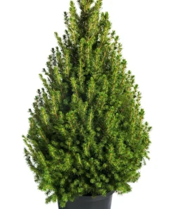 Common Juniper Seeds - Organic Juniperus Communis Tree Shrub Seeds, 60 Seeds (20 Berries) - Image 7