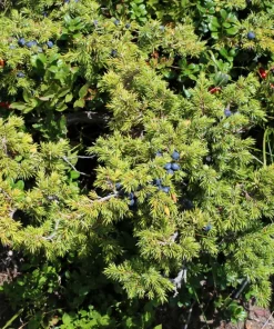 Common Juniper Seeds - Organic Juniperus Communis Tree Shrub Seeds, 60 Seeds (20 Berries) - Image 8