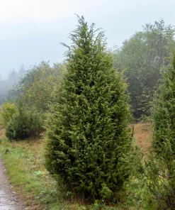 Common Juniper Seeds - Organic Juniperus Communis Tree Shrub Seeds, 60 Seeds (20 Berries) - Image 9