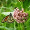 Common Milkweed Live Plant – Starter Plug Seedlings – 5-Pack Native Perennials - Image 1