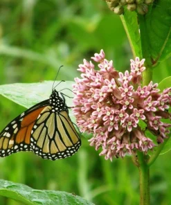 Common Milkweed Live Plant – Starter Plug Seedlings – 5-Pack Native Perennials - Image 1