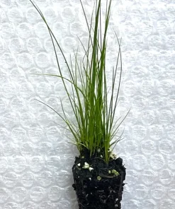 Common Rush Live Plant – 5-Pack Starter Plugs – Native Grasses for Outdoor Gardens - Image 3