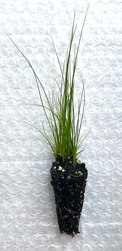 Common Rush Live Plant – 5-Pack Starter Plugs – Native Grasses for Outdoor Gardens - Image 3