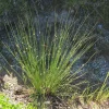 Common Rush Live Plant – 5-Pack Starter Plugs – Native Grasses for Outdoor Gardens - Image 1