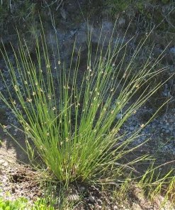 Common Rush Live Plant – 5-Pack Starter Plugs – Native Grasses for Outdoor Gardens - Image 1