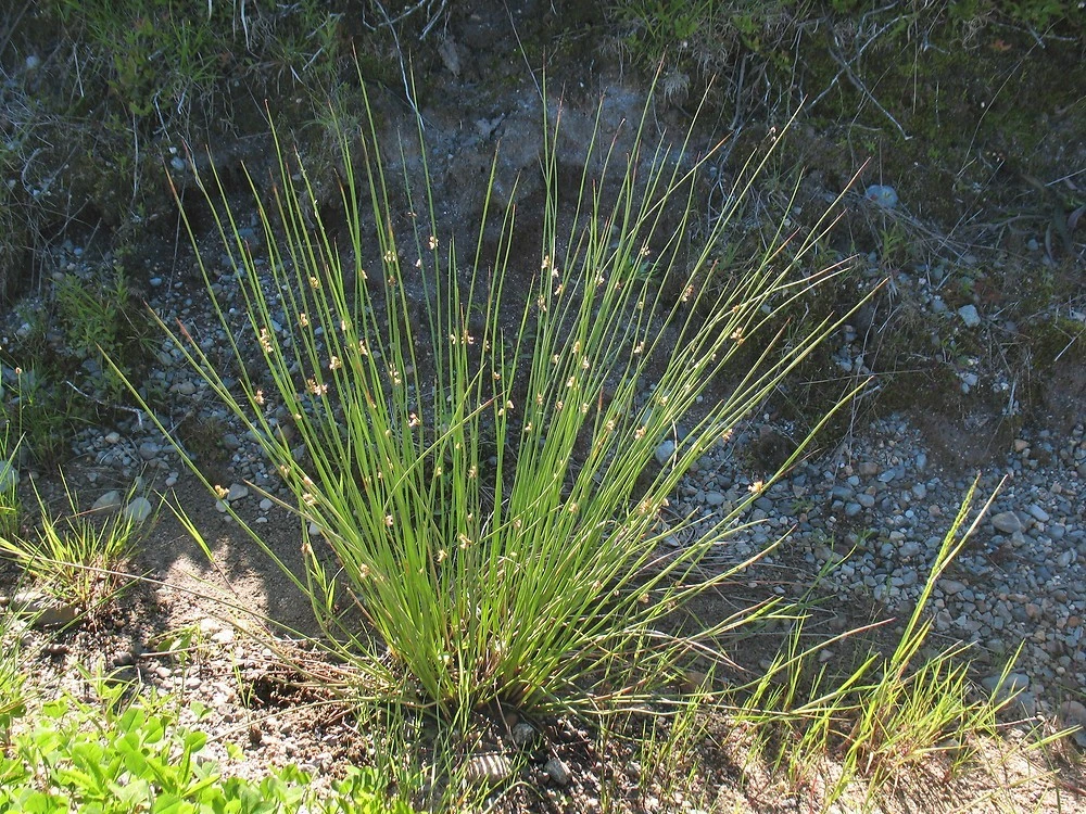 Common Rush Live Plant – 5-Pack Starter Plugs – Native Grasses for Outdoor Gardens - Image 1