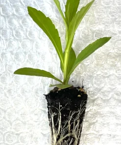 Common Sneezeweed Live Plant Plugs - 10-Pack Native Perennials - Image 3