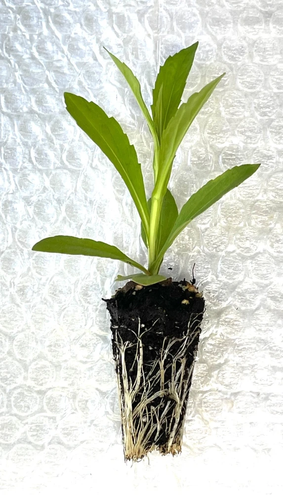 Common Sneezeweed Live Plant Plugs - 10-Pack Native Perennials - Image 3