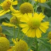 Common Sneezeweed Live Plant Plugs - 10-Pack Native Perennials - Image 1