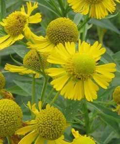 Common Sneezeweed Live Plant Plugs - 10-Pack Native Perennials - Image 1