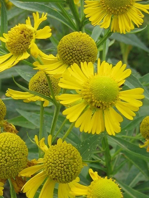 Common Sneezeweed Live Plant Plugs - 10-Pack Native Perennials - Image 1