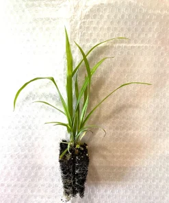Common Woodland Sedge Live Plant – 5-Pack Plug-Grown Seedlings – Native Sedge - Image 3