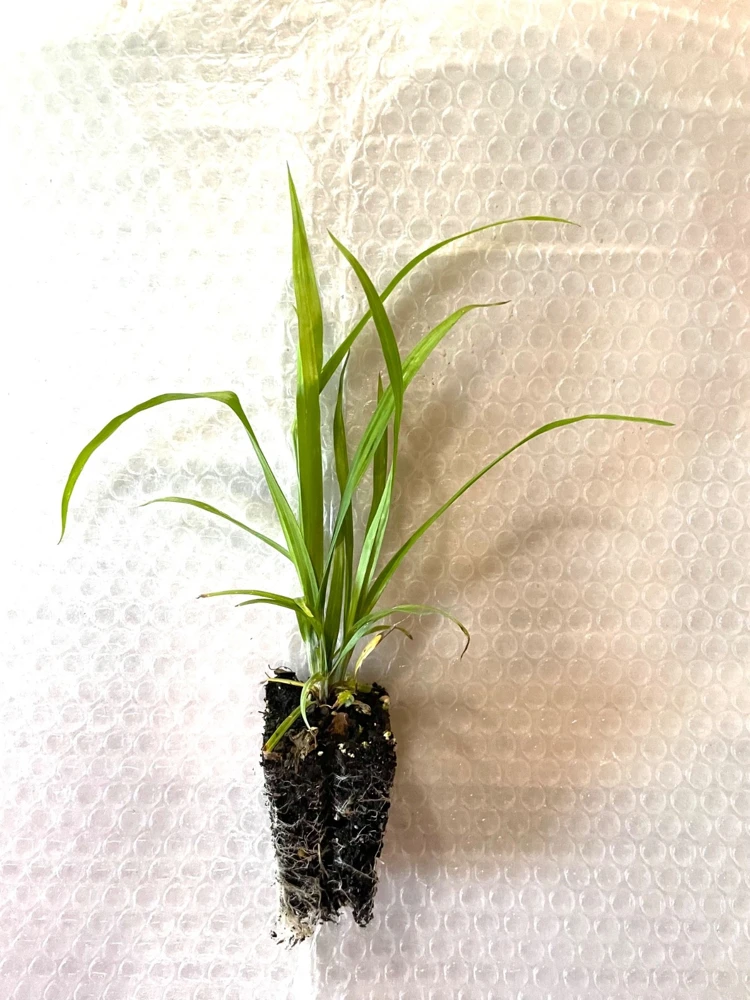 Common Woodland Sedge Live Plant – 5-Pack Plug-Grown Seedlings – Native Sedge - Image 3