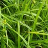 Common Woodland Sedge Live Plant – 5-Pack Plug-Grown Seedlings – Native Sedge - Image 1