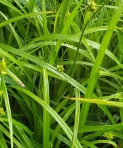 Common Woodland Sedge Live Plant – 5-Pack Plug-Grown Seedlings – Native Sedge - Image 1