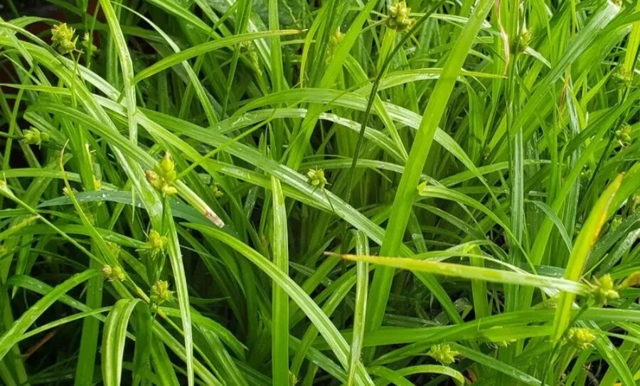 Common Woodland Sedge Live Plant – 5-Pack Plug-Grown Seedlings – Native Sedge - Image 1