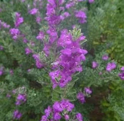 Compact Texas Sage Live Plant – Leucophyllum frutescens – Drought-Tolerant Shrub – 1 Gallon Pot – Outdoor - Image 2