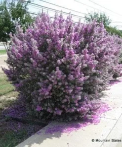 Compact Texas Sage Live Plant – Leucophyllum frutescens – Drought-Tolerant Shrub – 1 Gallon Pot – Outdoor - Image 3