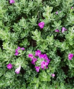 Compact Texas Sage Live Plant – Leucophyllum frutescens – Drought-Tolerant Shrub – 1 Gallon Pot – Outdoor - Image 4