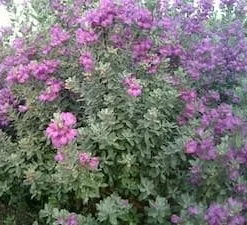 Compact Texas Sage Live Plant – Leucophyllum frutescens – Drought-Tolerant Shrub – 1 Gallon Pot – Outdoor - Image 5