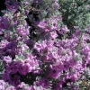 Compact Texas Sage Live Plant – Leucophyllum frutescens – Drought-Tolerant Shrub – 1 Gallon Pot – Outdoor - Image 1