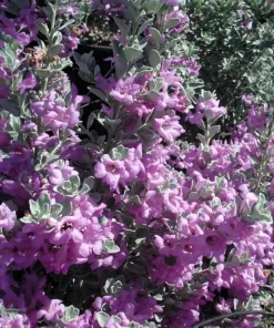 Compact Texas Sage Live Plant – Leucophyllum frutescens – Drought-Tolerant Shrub – 1 Gallon Pot – Outdoor - Image 1