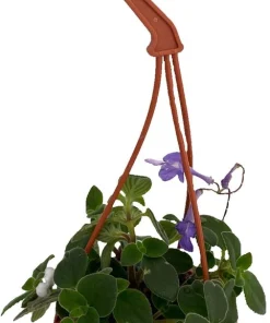 Concord Blue Cape Primrose - Streptocarpella Live Plant - 4" Mini Hanging Basket - Indoor/Patio - Image 2