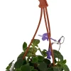 Concord Blue Cape Primrose - Streptocarpella Live Plant - 4" Mini Hanging Basket - Indoor/Patio - Image 1