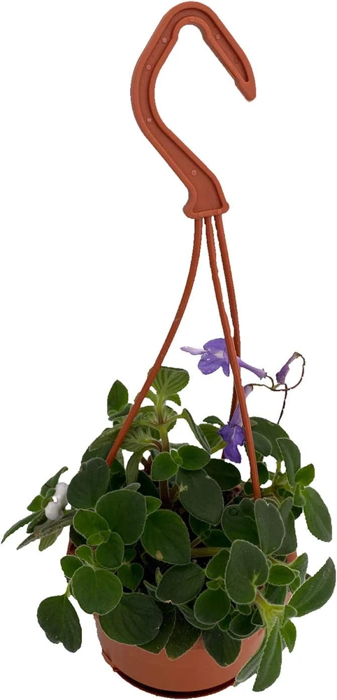 Concord Blue Cape Primrose - Streptocarpella Live Plant - 4" Mini Hanging Basket - Indoor/Patio - Image 1