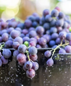 Concord Grape Seeds - 10 Purple Fruit Vine Vitis Labrusca Seeds - Image 10