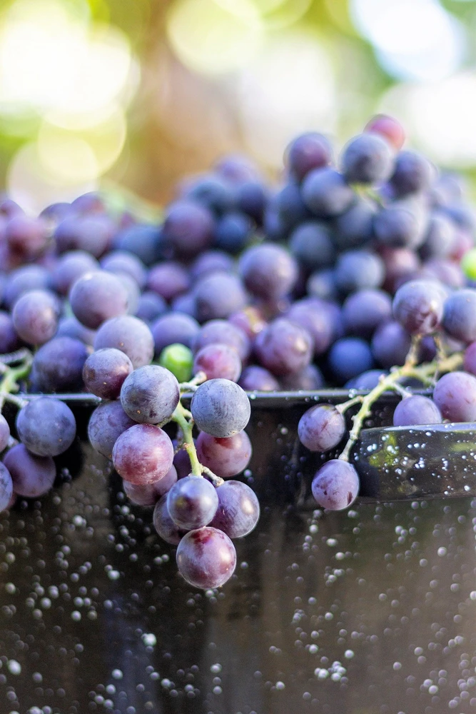 Concord Grape Seeds - 10 Purple Fruit Vine Vitis Labrusca Seeds - Image 10