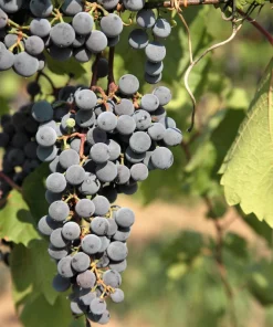 Concord Grape Seeds - 10 Purple Fruit Vine Vitis Labrusca Seeds - Image 2