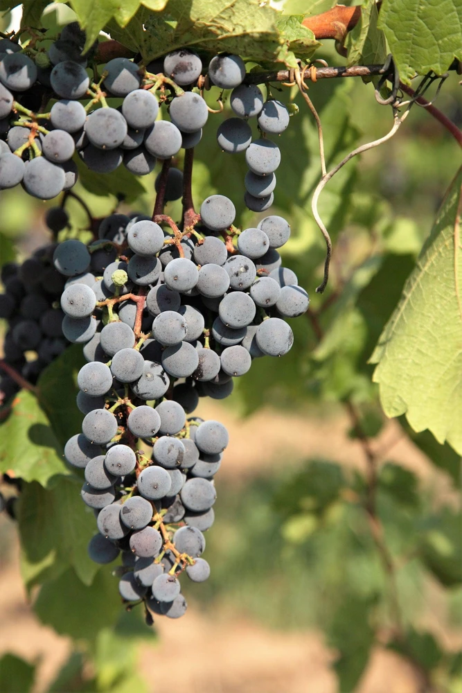 Concord Grape Seeds - 10 Purple Fruit Vine Vitis Labrusca Seeds - Image 2