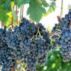 Concord Grape Seeds - 10 Purple Fruit Vine Vitis Labrusca Seeds - Image 1